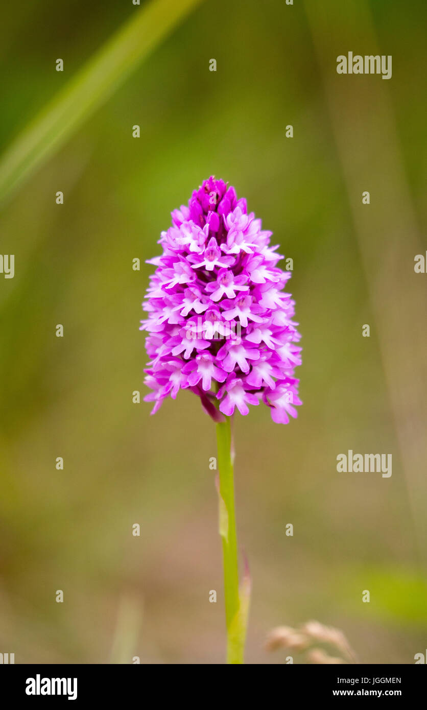 Eine wilde gefunden Pyramide Orchidee mit unscharfen Hintergrund auf den Sanddünen im Daymer Bay in Cornwall neben der Küste, England, UK Stockfoto