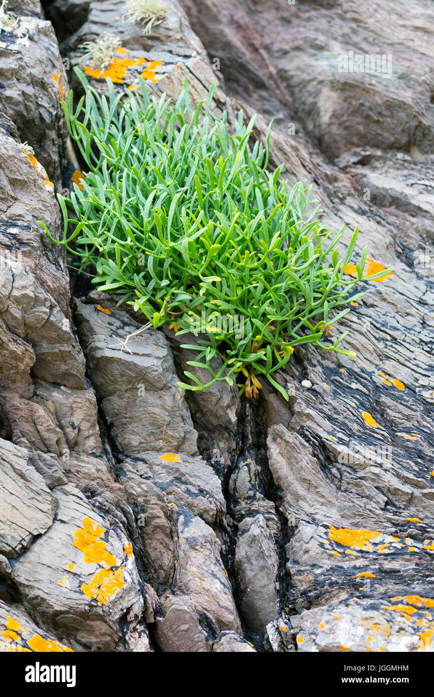 Crithmum oder Meerfenchel wächst auf Felsen am Rande Gezeiten mit Blumen im Sommer bei Freathy, Whitsand Bay, Cornwall, UK Stockfoto