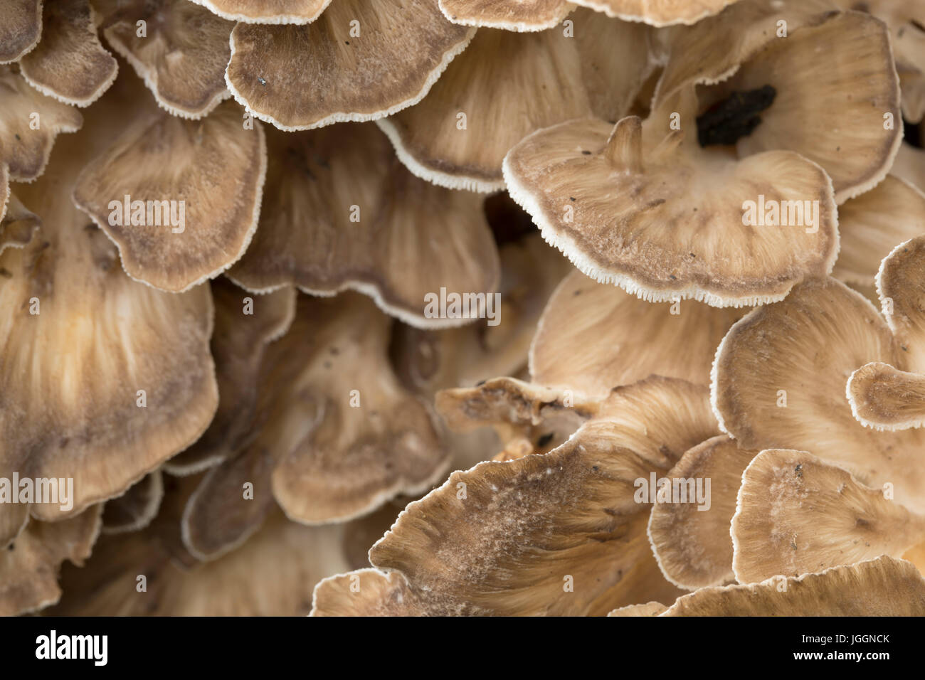 Henne des Holzes; Grifola Frondosa; Close Up; Zwinger Vale; Cornwall; UK Stockfoto