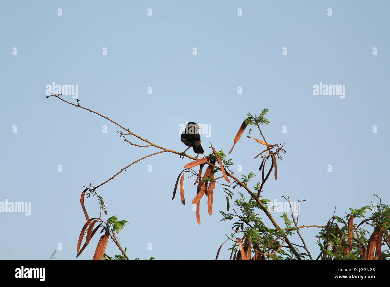 Spatz auf Drähte Stockfoto
