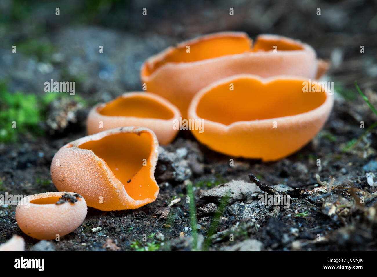 Orangenschale Pilz; Aleuria aurantia Herbst; Cornwall; UK Stockfoto