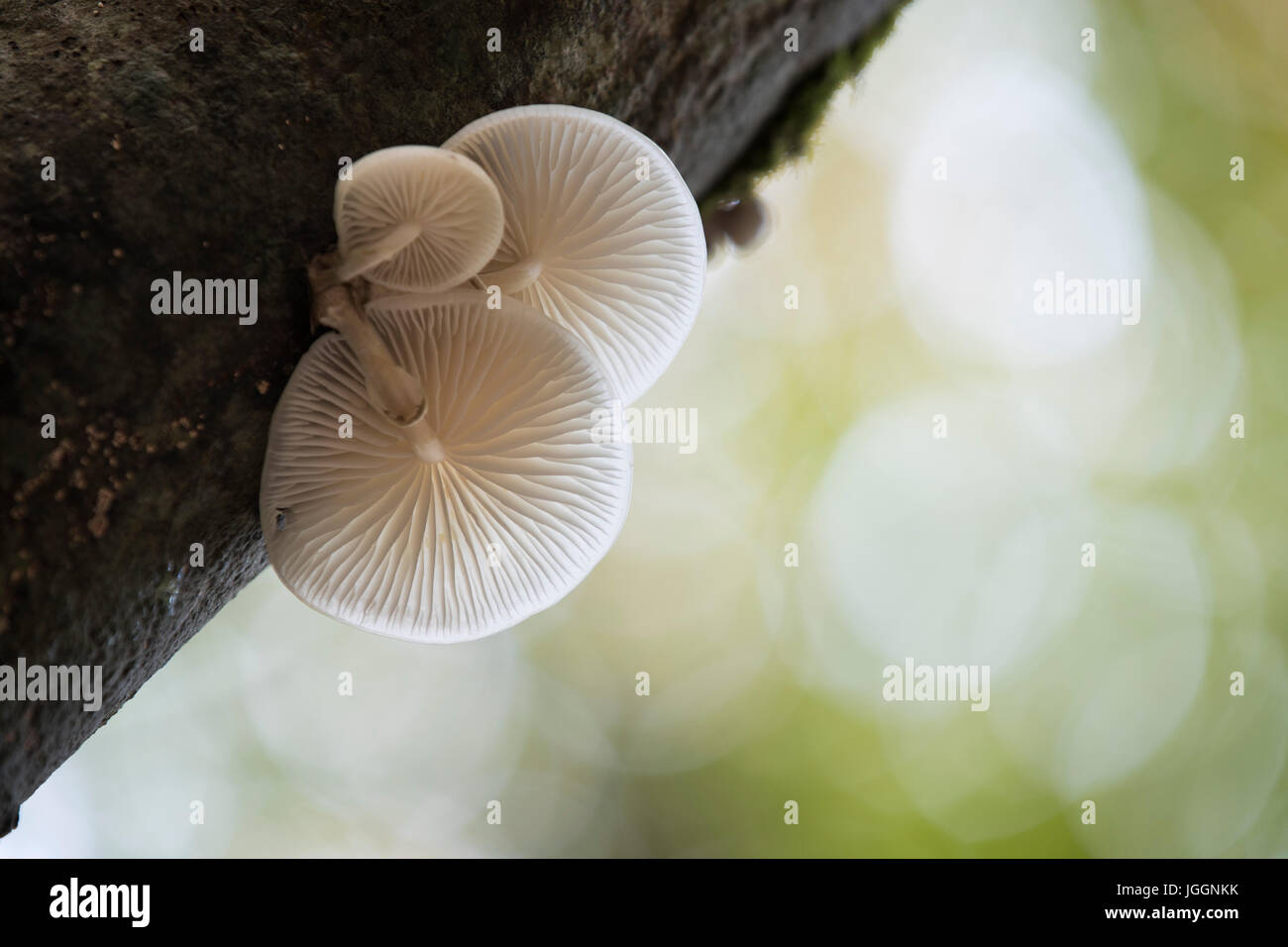 Porzellan-Pilz; Auf Baum wächst; Cornwall; UK Stockfoto