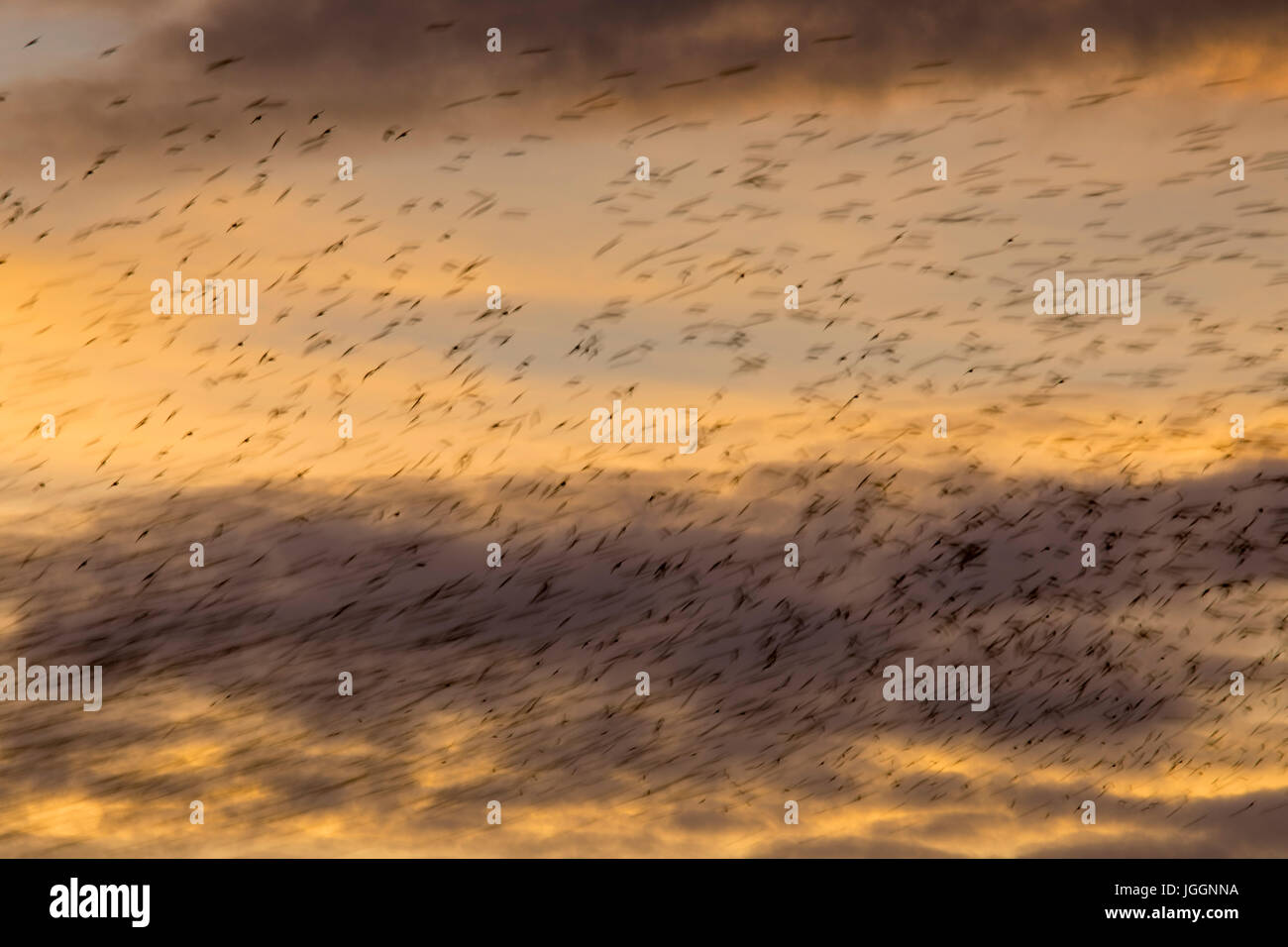 Starling; Sturnus vulgaris Flock at Sunset Blackpool; Großbritannien Stockfoto