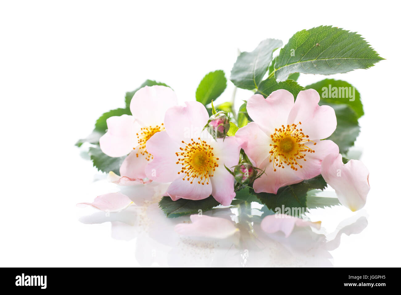 Bouquet von Wildrose Stockfoto