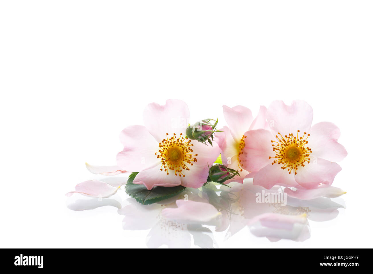 Bouquet von Wildrose Stockfoto