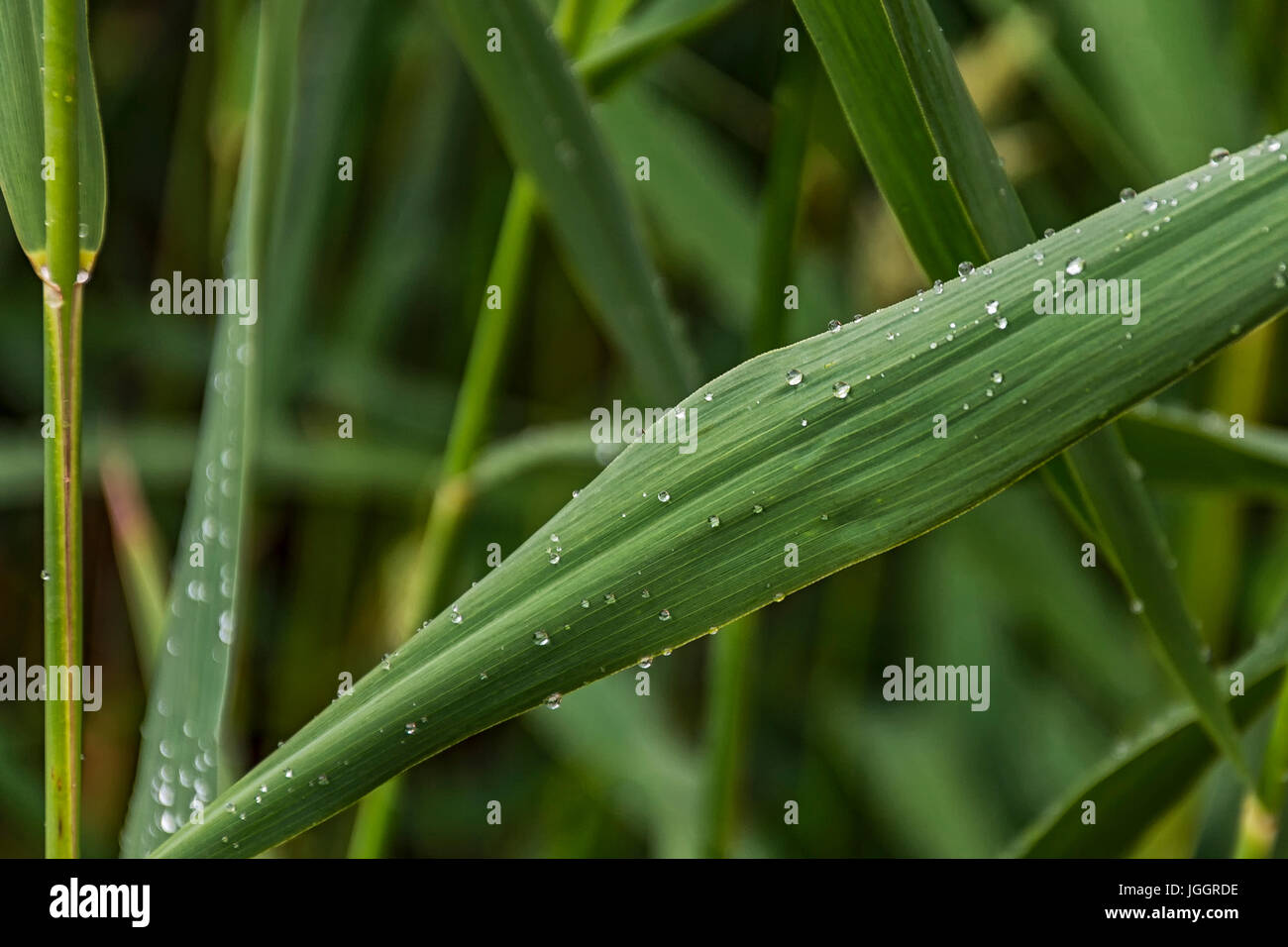 Auf ein grünes Blatt mit einem Rohrstock bestreut Tropfen Tau Stockfoto