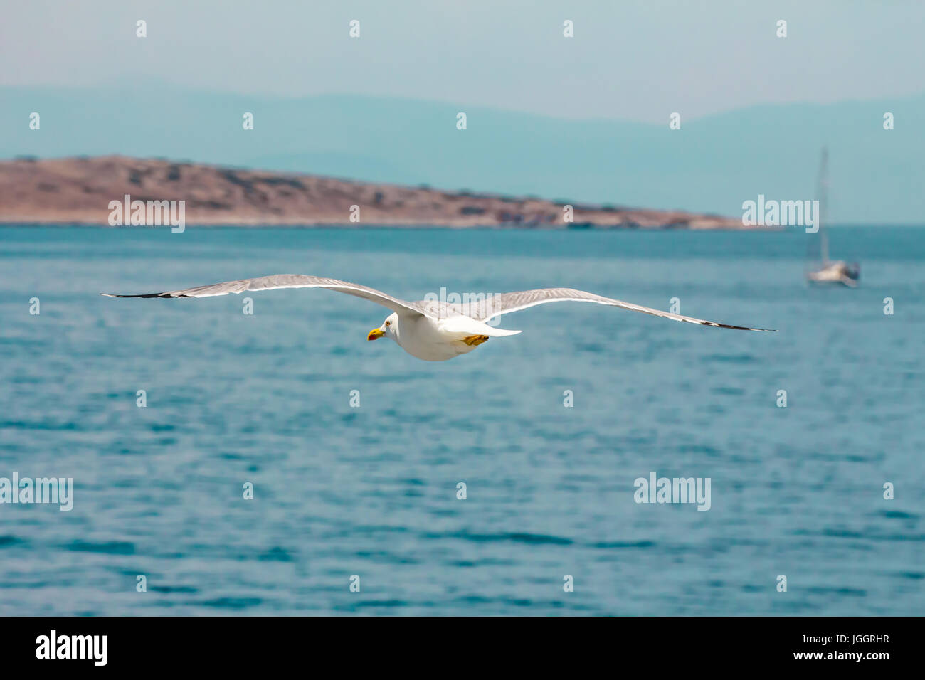 Europäische Silbermöwe, Möwen (Larus Argentatus) fliegen im Sommer an der Küste des Ägäischen Meeres in der Nähe von Athen, Griechenland Stockfoto