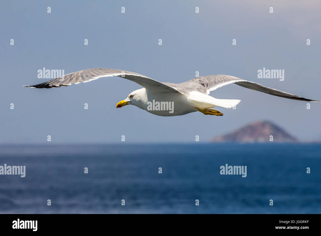 Europäische Silbermöwe, Möwen (Larus Argentatus) fliegen im Sommer an der Küste des Ägäischen Meeres in der Nähe von Athen, Griechenland Stockfoto