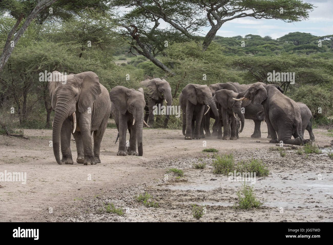 Elefantenfamilie, See Masek, Tansania Stockfoto