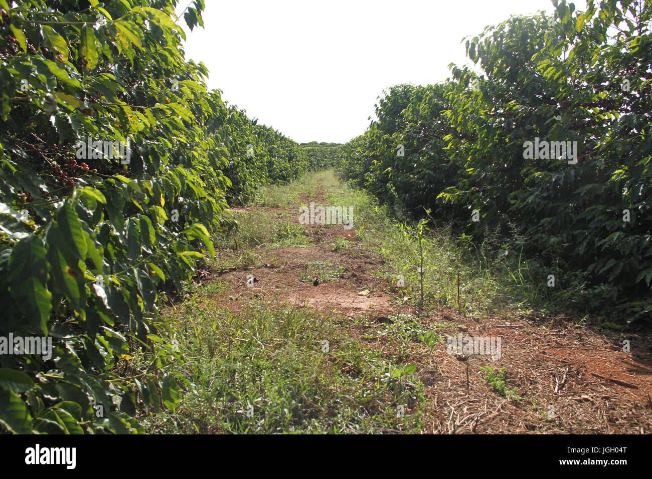 Kaffeeplantage, Fernão Dias Highway, BR-381, 2016, Minas Gerais, Brasilien. Stockfoto