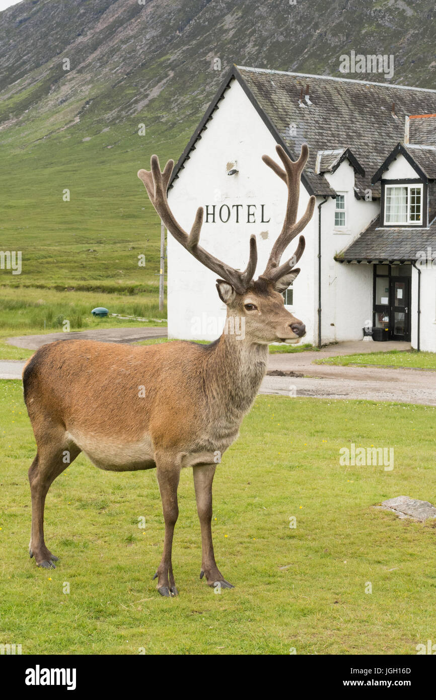Schottisches Hotel - Rotwild Hirsch draußen im Kings House Hotel, Glencoe, Highland, Schottland, Vereinigtes Königreich Stockfoto