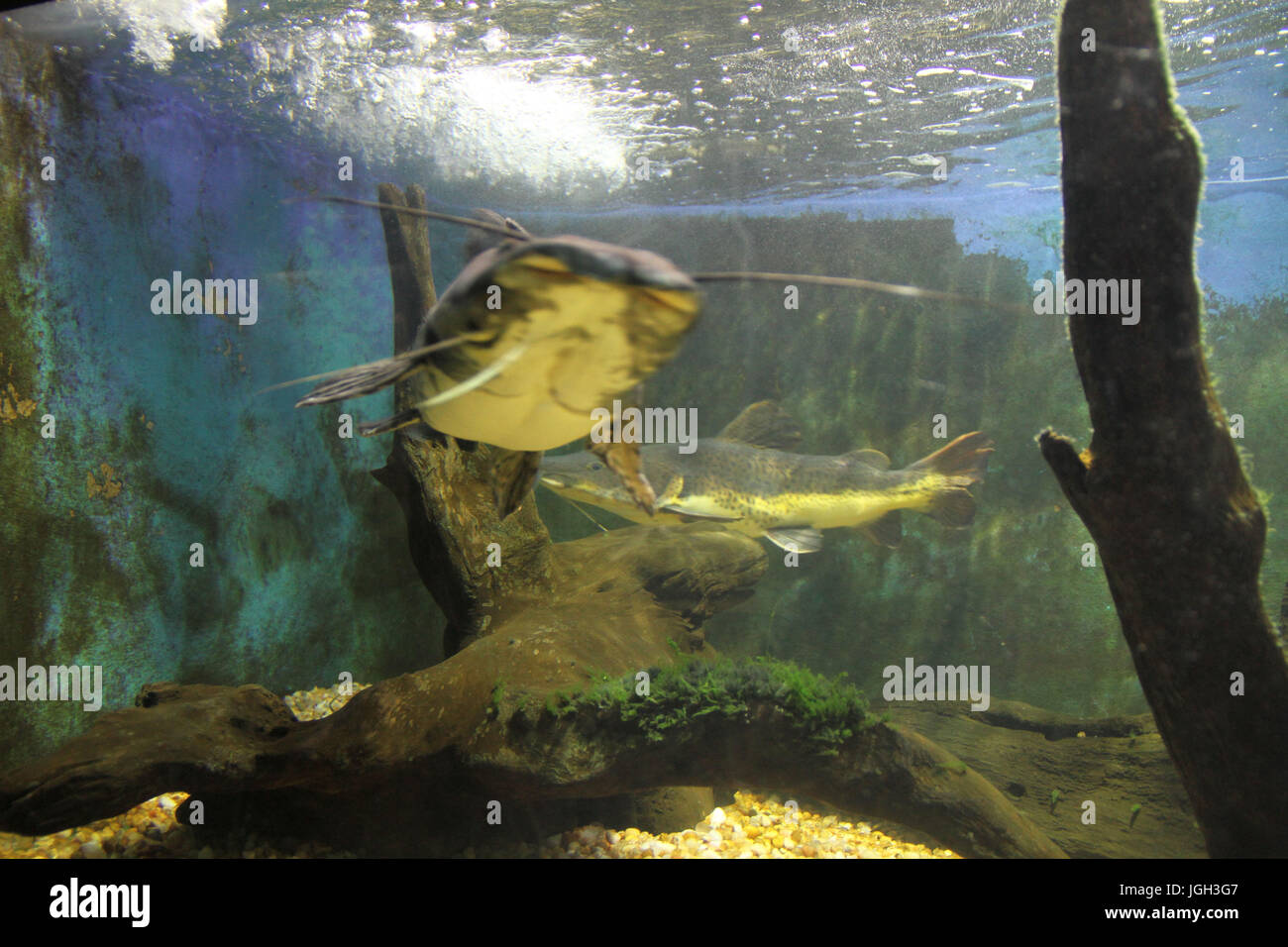 Fishs, städtischen Aquarium von Santos, 2014, Küste, Santos, São Paulo, Brasilien. Stockfoto