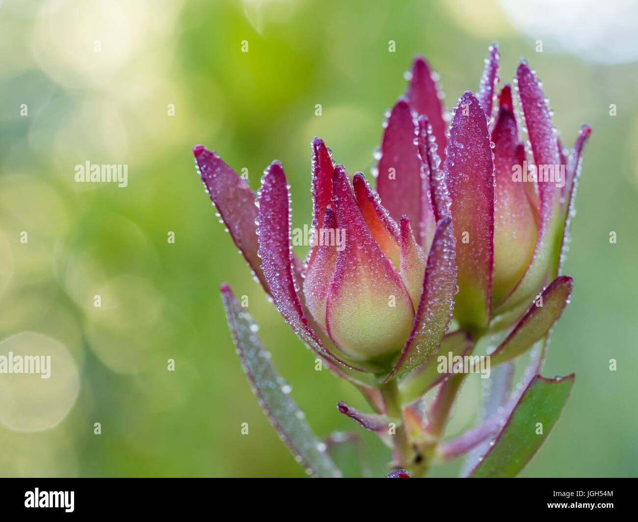 Kalter Morgentau Stockfoto