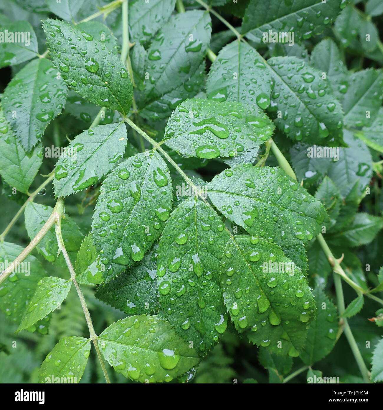 Regen durchnässt Wald Blätter nach einem Sturm Stockfoto