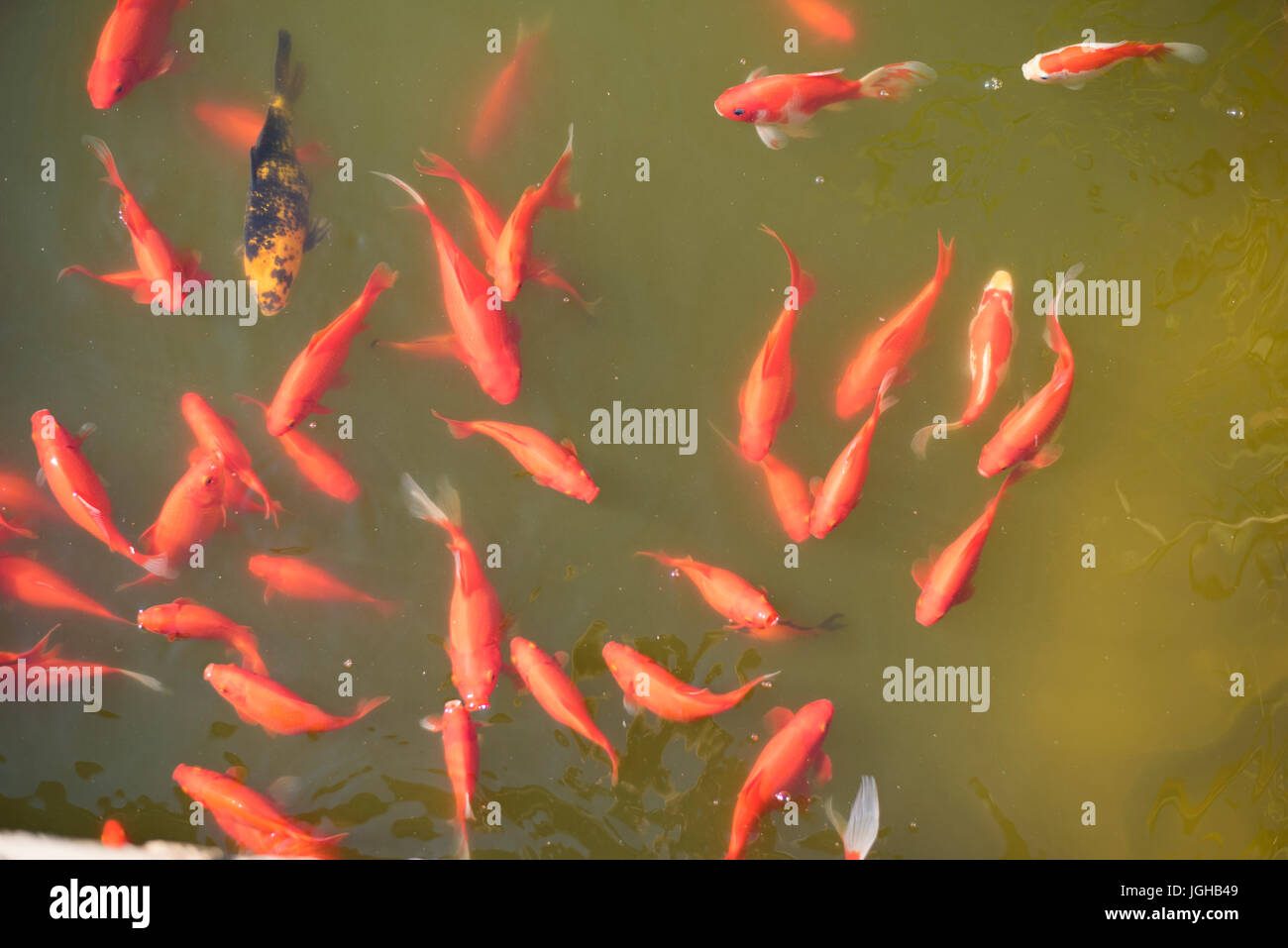 Orange Fische in einem See. Gemeinsamen Goldfische im Teich Stockfoto