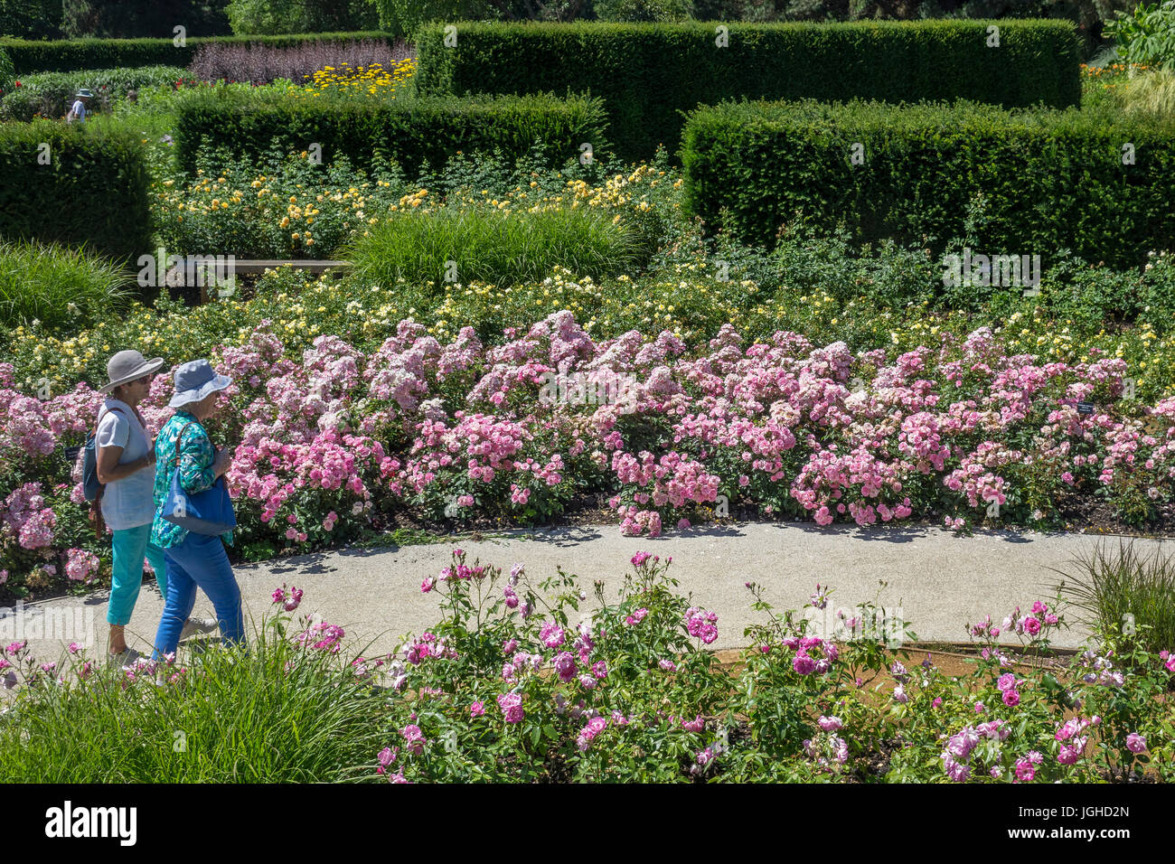 England, Surrey, Savill Gardens, Rosengarten Stockfoto