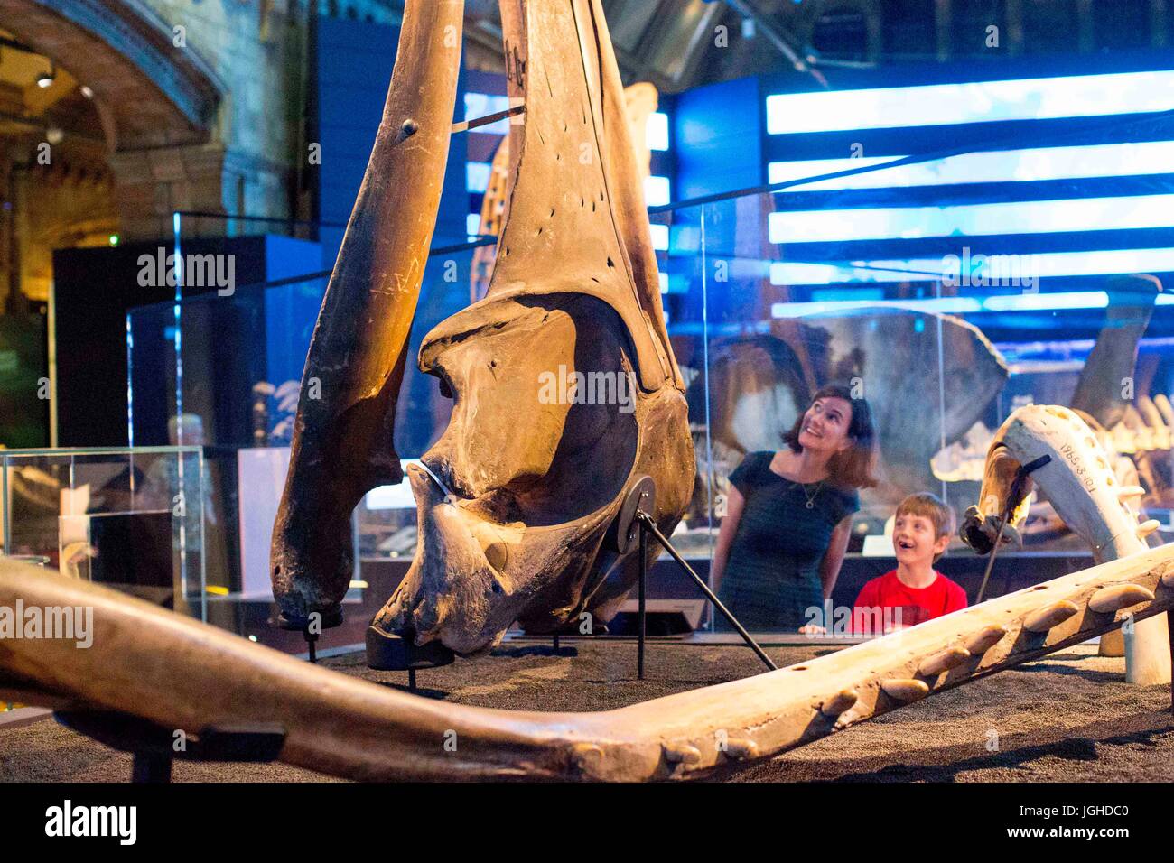 Besucher freuen sich auf den Schädel eines Wals Sei. Die Funktion ist einer der vielen Raten an das Naturhistorische Museum die neue Ausstellung "Wale: Beneath the Surface", die zeigt mehr als 100 Exemplare der Sammlung des Museums. Stockfoto