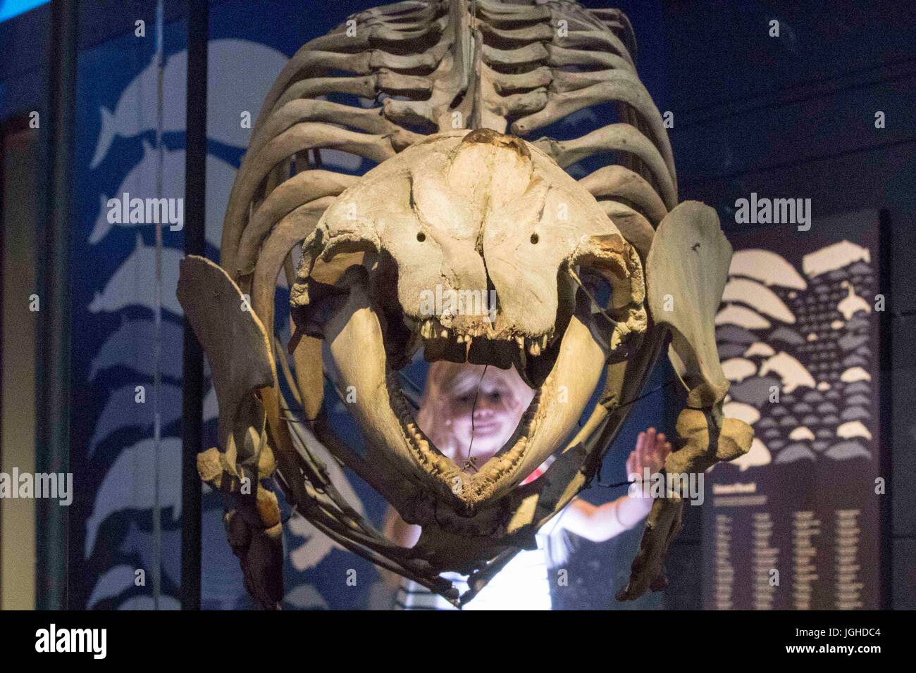 Eine junge Besucher nehmen einen genaueren Blick auf gemeinsame Bottlenose Dolphin Skelett. Die Funktion ist einer der vielen Raten an das Naturhistorische Museum die neue Ausstellung "Wale: Beneath the Surface", die zeigt mehr als 100 Exemplare der Sammlung des Museums. Stockfoto