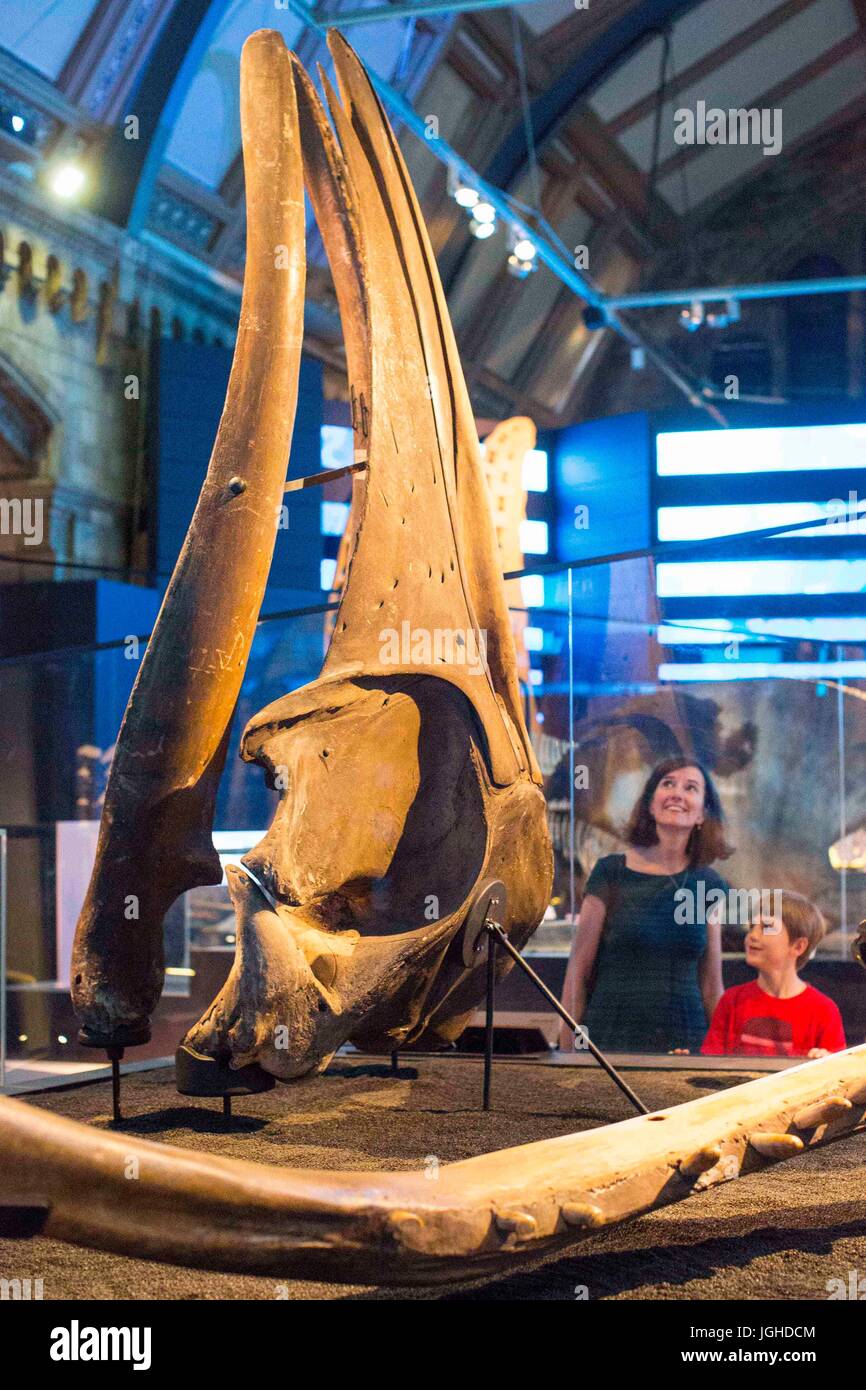 Besucher freuen sich auf den Schädel eines Wals Sei. Die Funktion ist einer der vielen Raten an das Naturhistorische Museum die neue Ausstellung "Wale: Beneath the Surface", die zeigt mehr als 100 Exemplare der Sammlung des Museums. Stockfoto