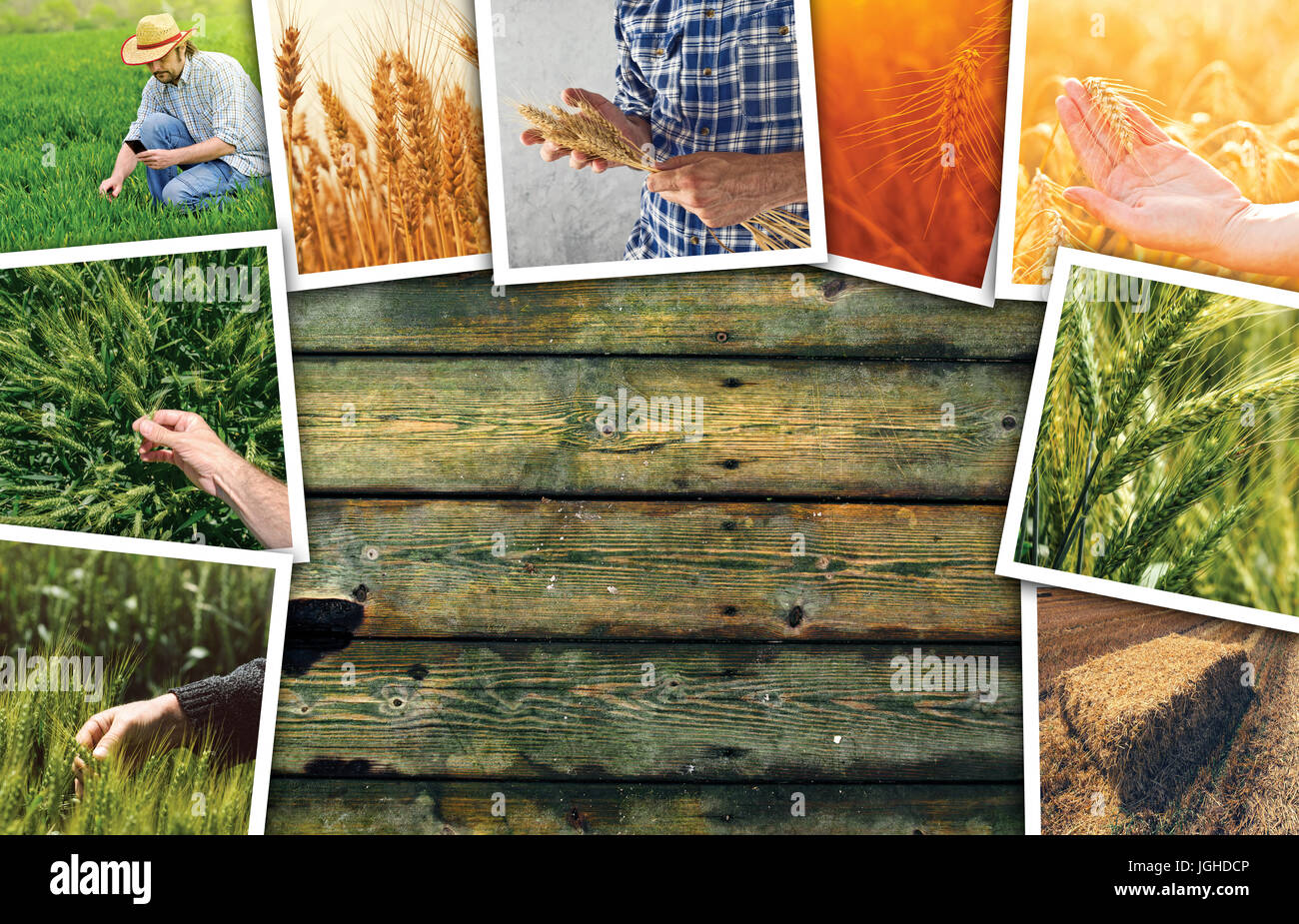 Landwirtschaft in Landwirtschaft-Foto-Collage, Sammlung von Fotos mit Wachstum und Ernte von Getreide Weizen Stockfoto