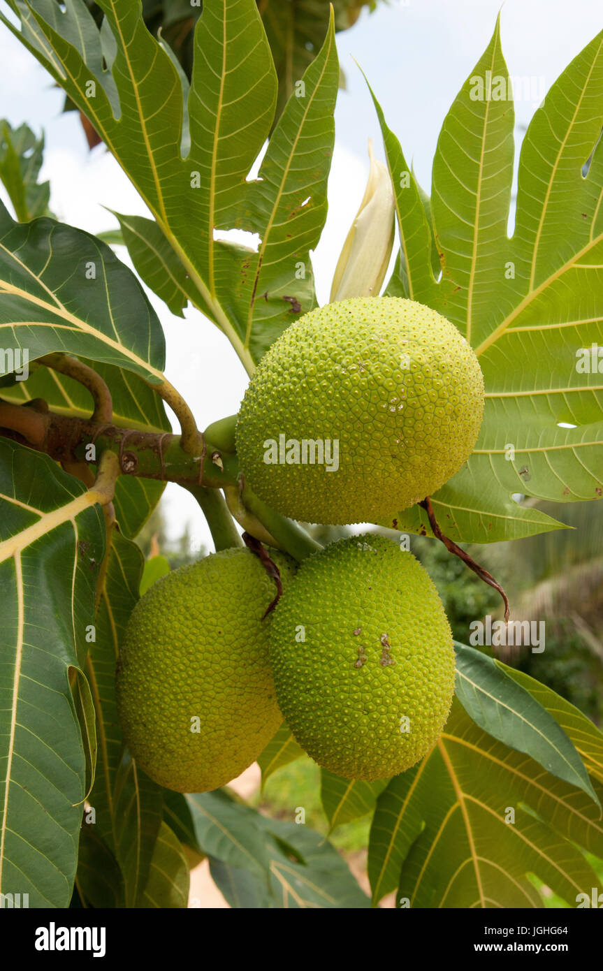 Artocarpus Altilis, Artocarpus Communis, Artocarpus Incisus (Arbre À Schmerzen) Thailand Stockfoto