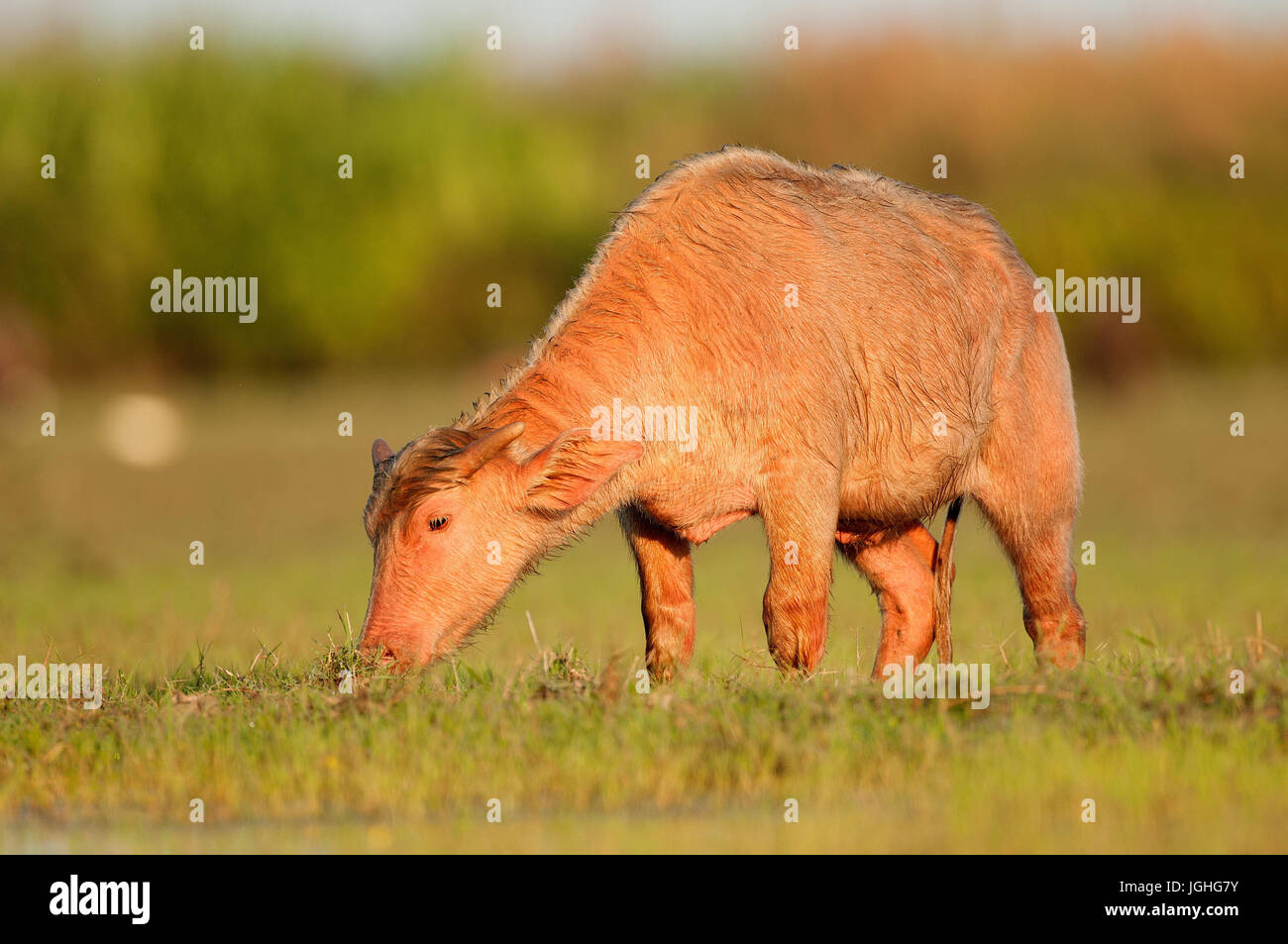 Buffalo-asiatischen; Wasserbüffel; Bubalus beispielsweise (Buffle d ' Eau) Wasserbüffel (Bubalus beispielsweise), Kalb, Thailand / / Buffle d ' Eau Stockfoto