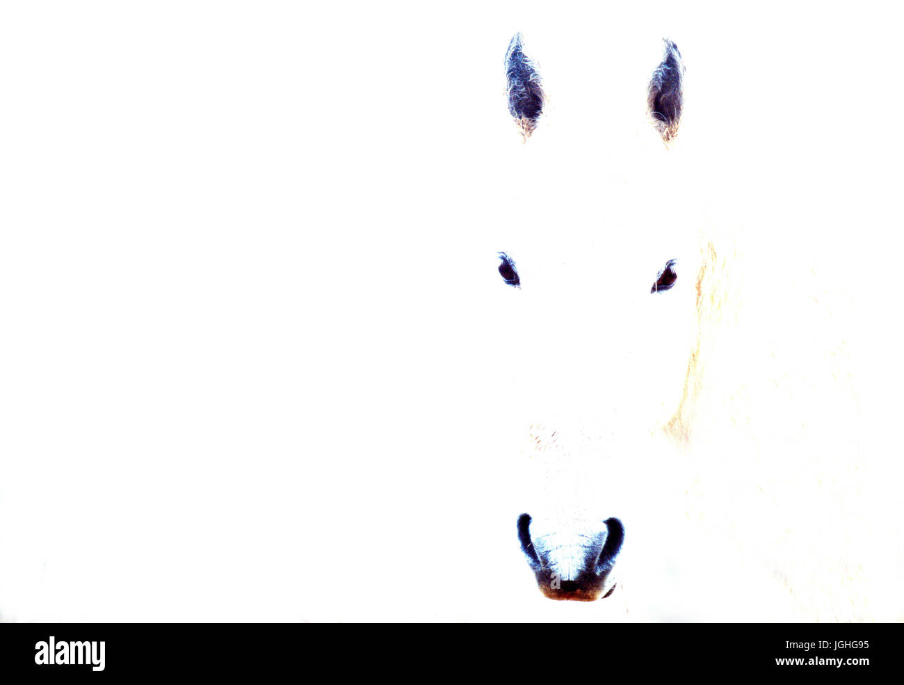 Pferd, Pferde; Equus Caballus (Cheval) wilde Camargue Pferd (Equus Caballus) Stockfoto