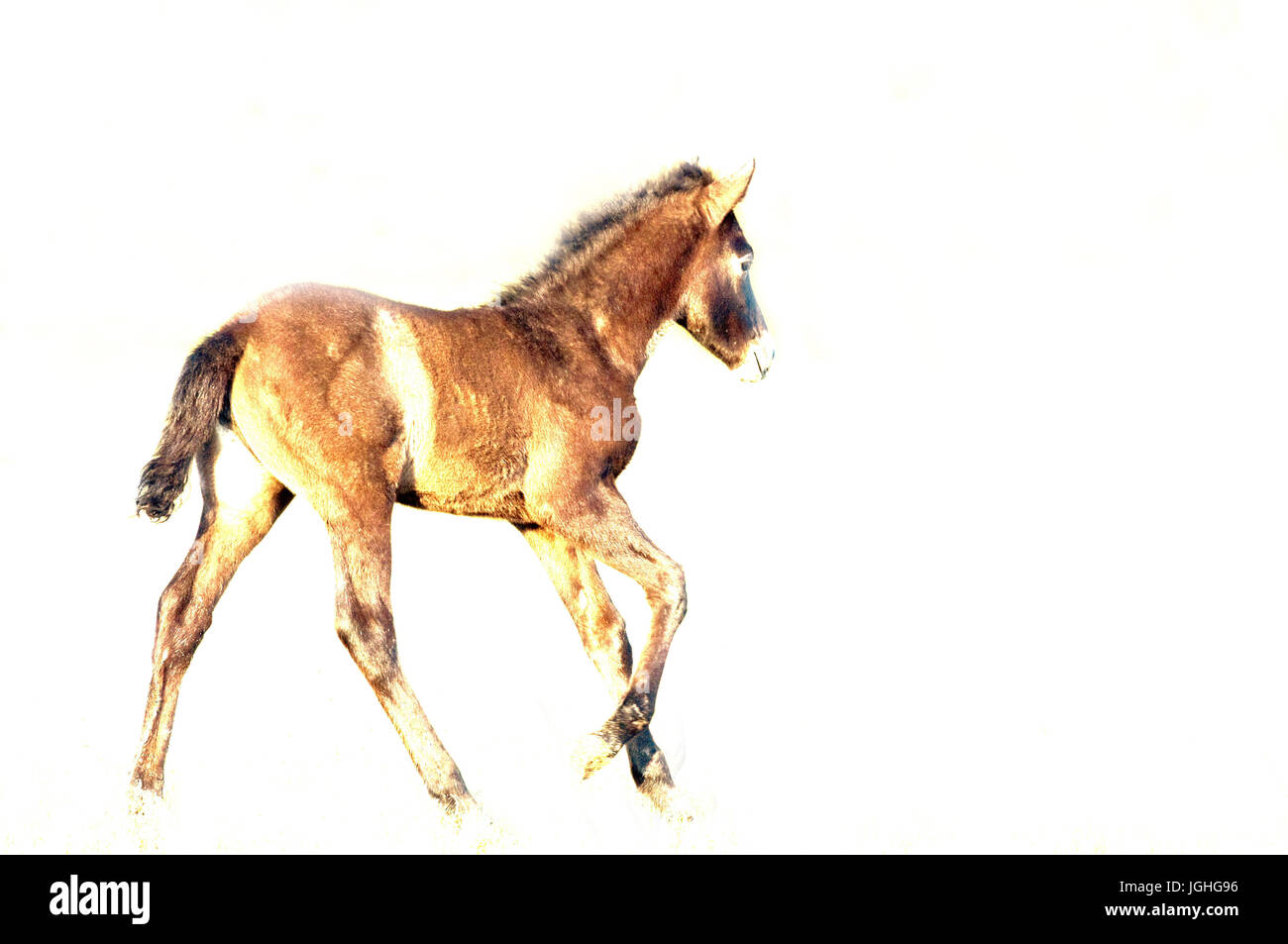 Pferd, Pferde; Equus Caballus (Cheval) wilde Pferde der Camargue, Fohlen laufen (Equus Caballus) Stockfoto