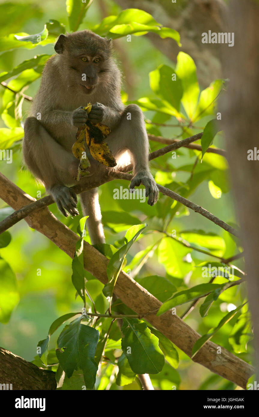 Krabbe-Essen Makaken, Long-tailed Macaque, essen Bananen (Macaca Fascicularis), Thailand / / Makaken Crabier, Makaken À Longue Queue Affe, Macaca Fas Stockfoto