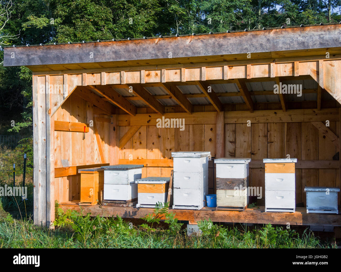 Bienenzucht, Bienenstöcke im benutzerdefinierten offenen Schuppen Stockfoto