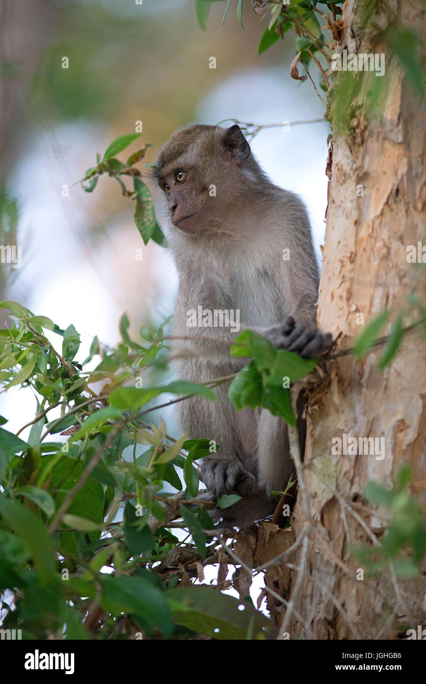 Krabbe-Essen Makaken, Long-tailed Macaque (Macaca Fascicularis), Thailand / / Makaken Crabier, Makaken À Longue Queue Affe, Macaca Fasciculari, Macaq Stockfoto