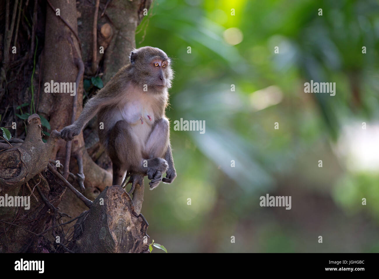 Krabbe-Essen Makaken, Long-tailed Macaque (Macaca Fascicularis), Weiblich, Thailand Makaken Crabier, Makaken À Longue Queue Affe, Macaca Fasciculari, Stockfoto