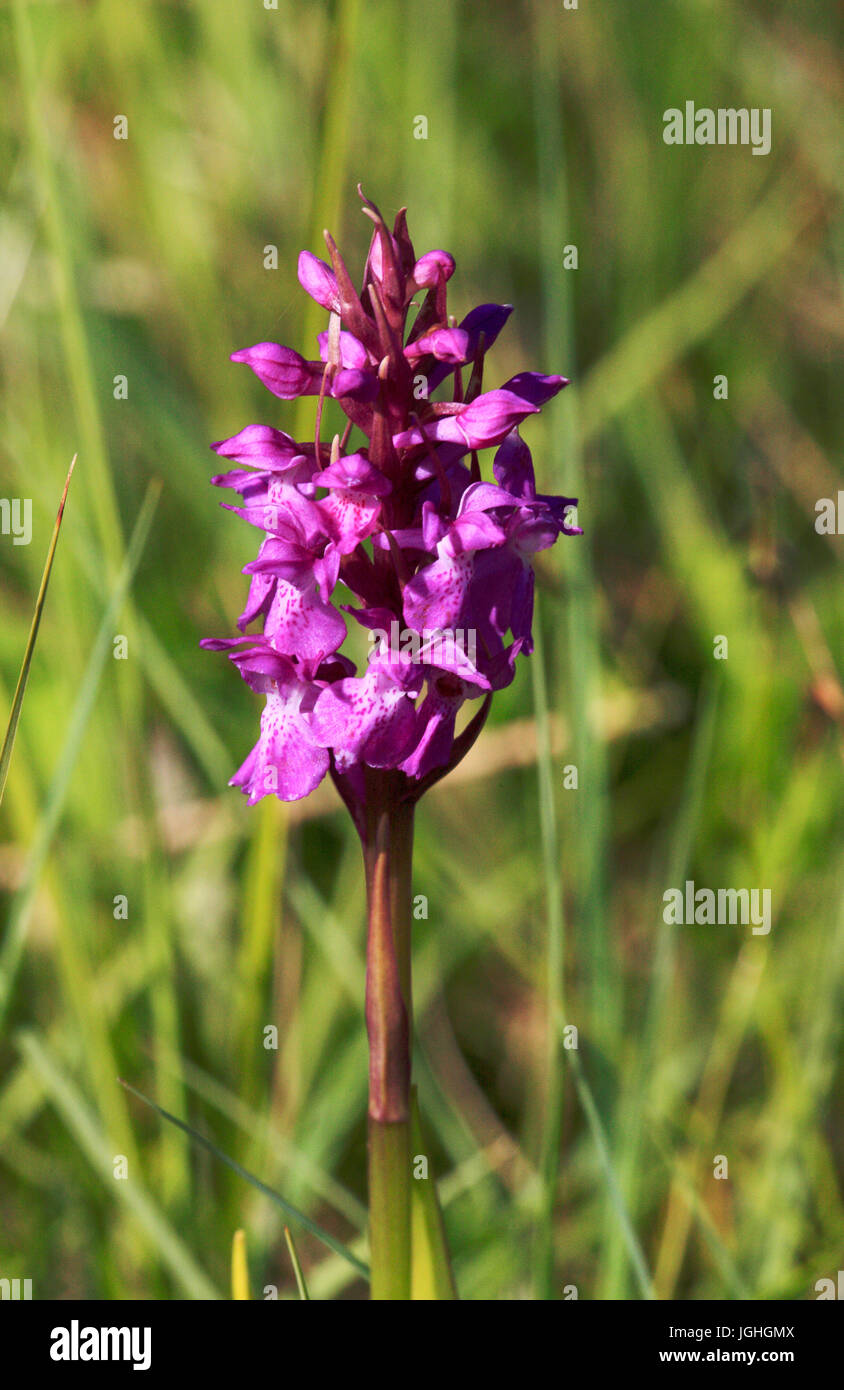 Die Blume Spike eines südlichen Marsh Knabenkraut, Dactylorhiza Praetermissa, am Upton fen, Norfolk, England, Vereinigtes Königreich. Stockfoto