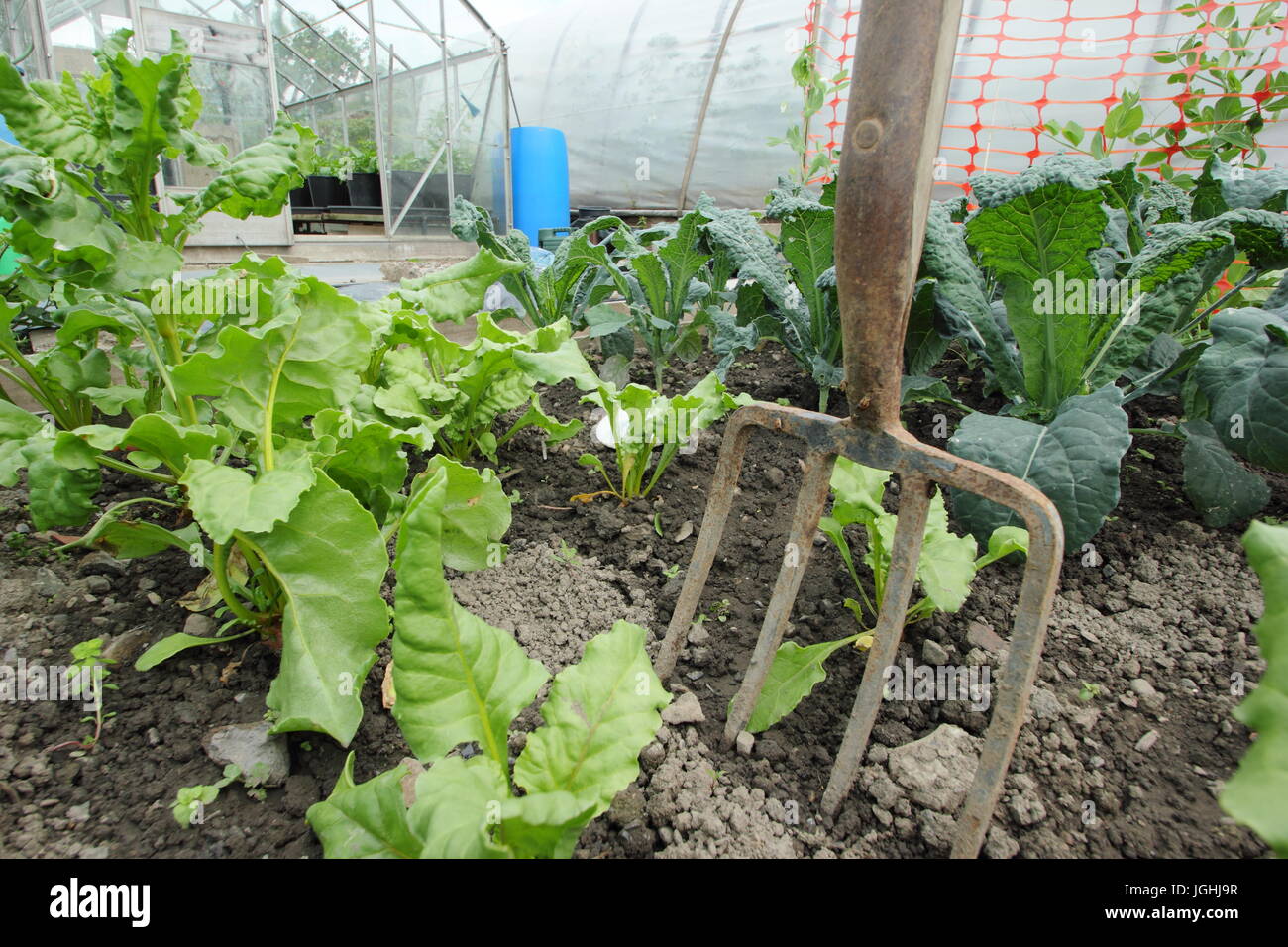 Junge rote Bete und Brassica wächst in einem Gemüsegarten in einer englischen Zuteilung Mitte des Sommers im Garten Stockfoto