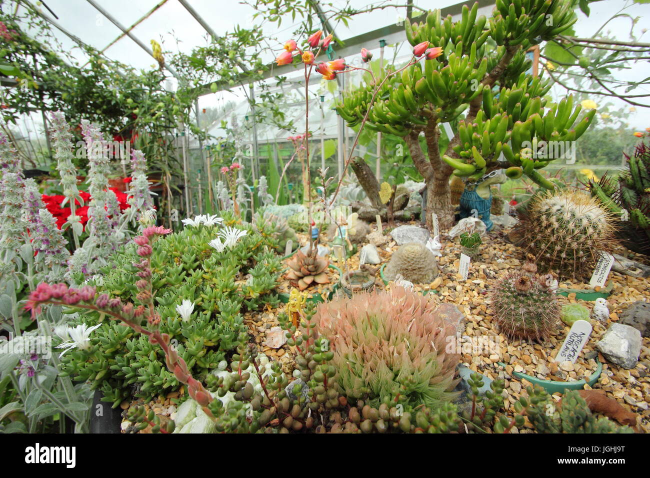 Eine große Sammlung von Kakteen und Sukkulenten wachsen an einem warmen, sonnigen Fensterbank in einem inländischen Treibhausgasemissionen in einem Englischen Garten, Großbritannien Stockfoto