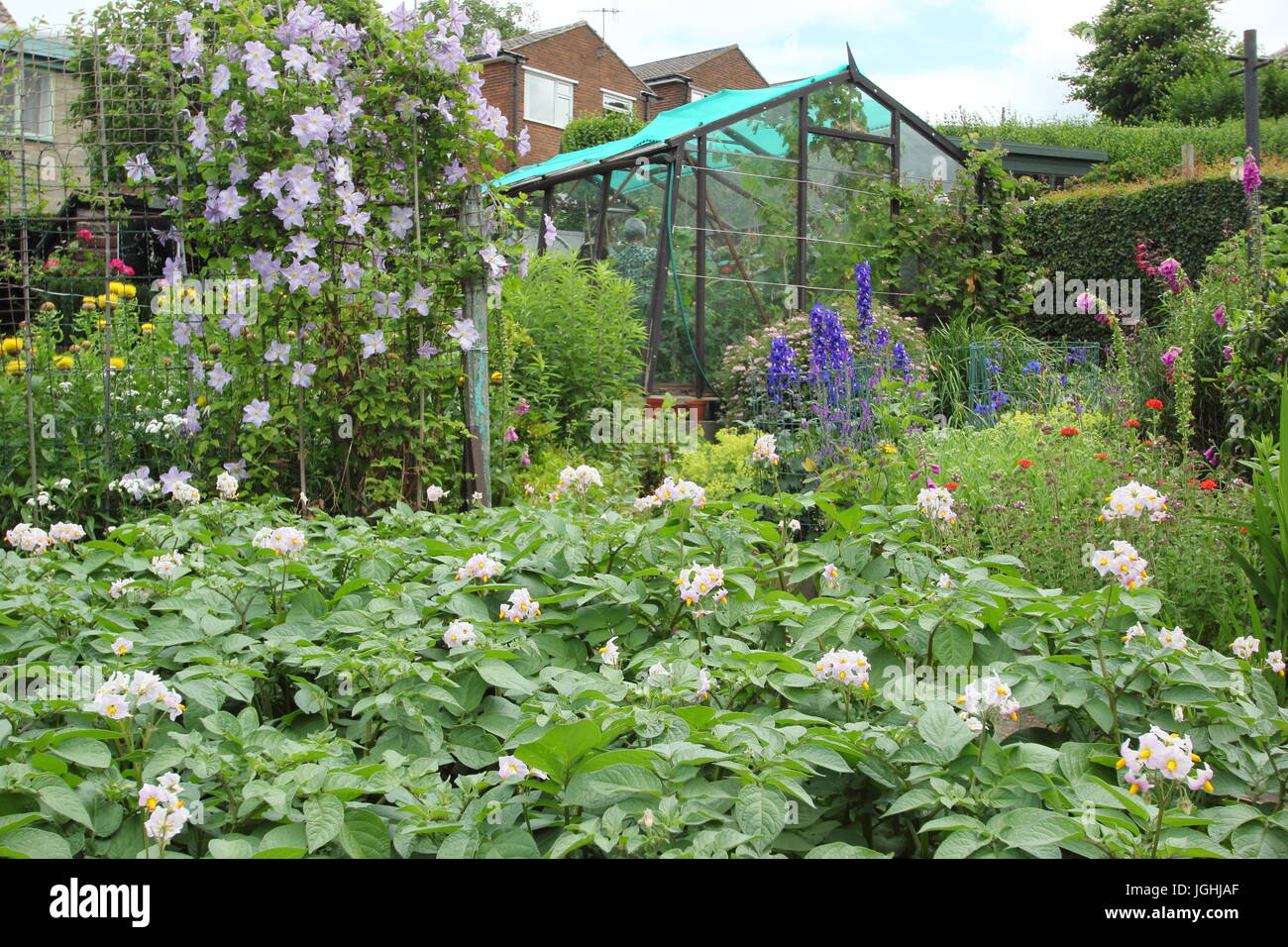 Eine unberührte Zuteilung Garten mit Gemüse (Desiree Kartoffeln im Vordergrund) und Blumen (Clematis, Fingerhut, Rittersporn)-Juni, Sheffield UK Stockfoto