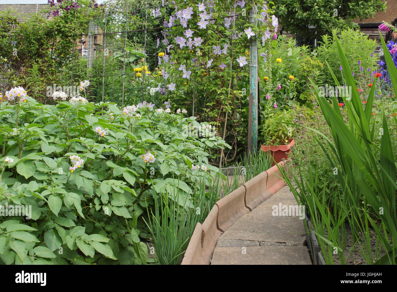 Eine Ernte von Desiree, eine beliebte Maincrop Kartoffel wächst (L), in einem englischen Küche Garten neben Blumen, darunter Clematis und Rittersporn im Sommer Stockfoto