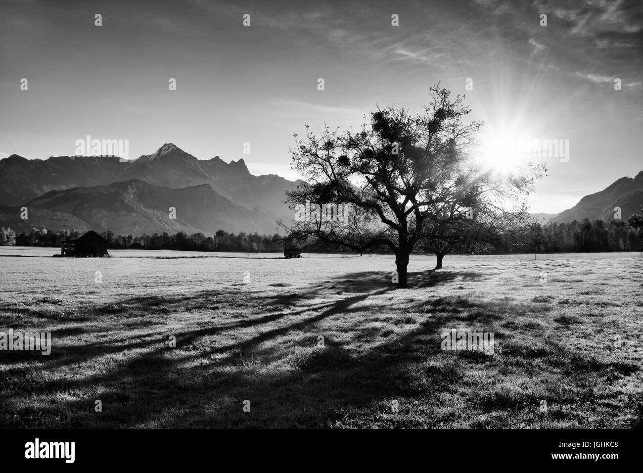 Europe Swizz St. Gallen - ein Baum steht auf einer Weide im Hinterlicht, im Hintergrund die Schweizer Berge, BW Stockfoto