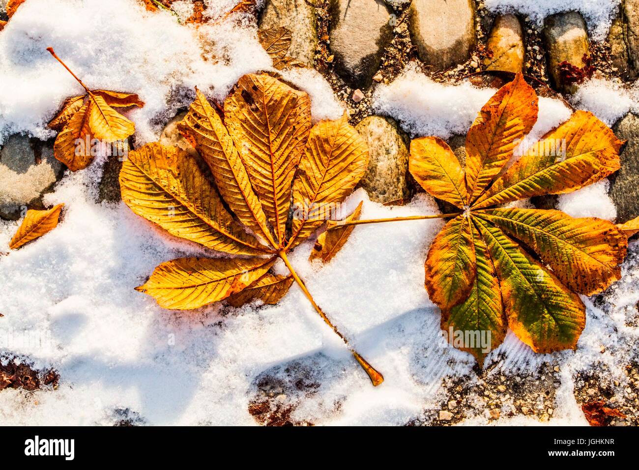 Laub auf dem Boden im Simplon-Park (Parco Sempione) im Winter. Mailand, Provinz Mailand, Italien. 08.12.12 Stockfoto