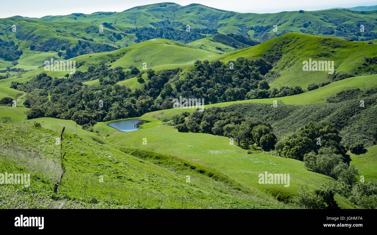 Sanfte Hügel und Vally entlang grüner Talstraße in Cambria, Kalifornien Stockfoto