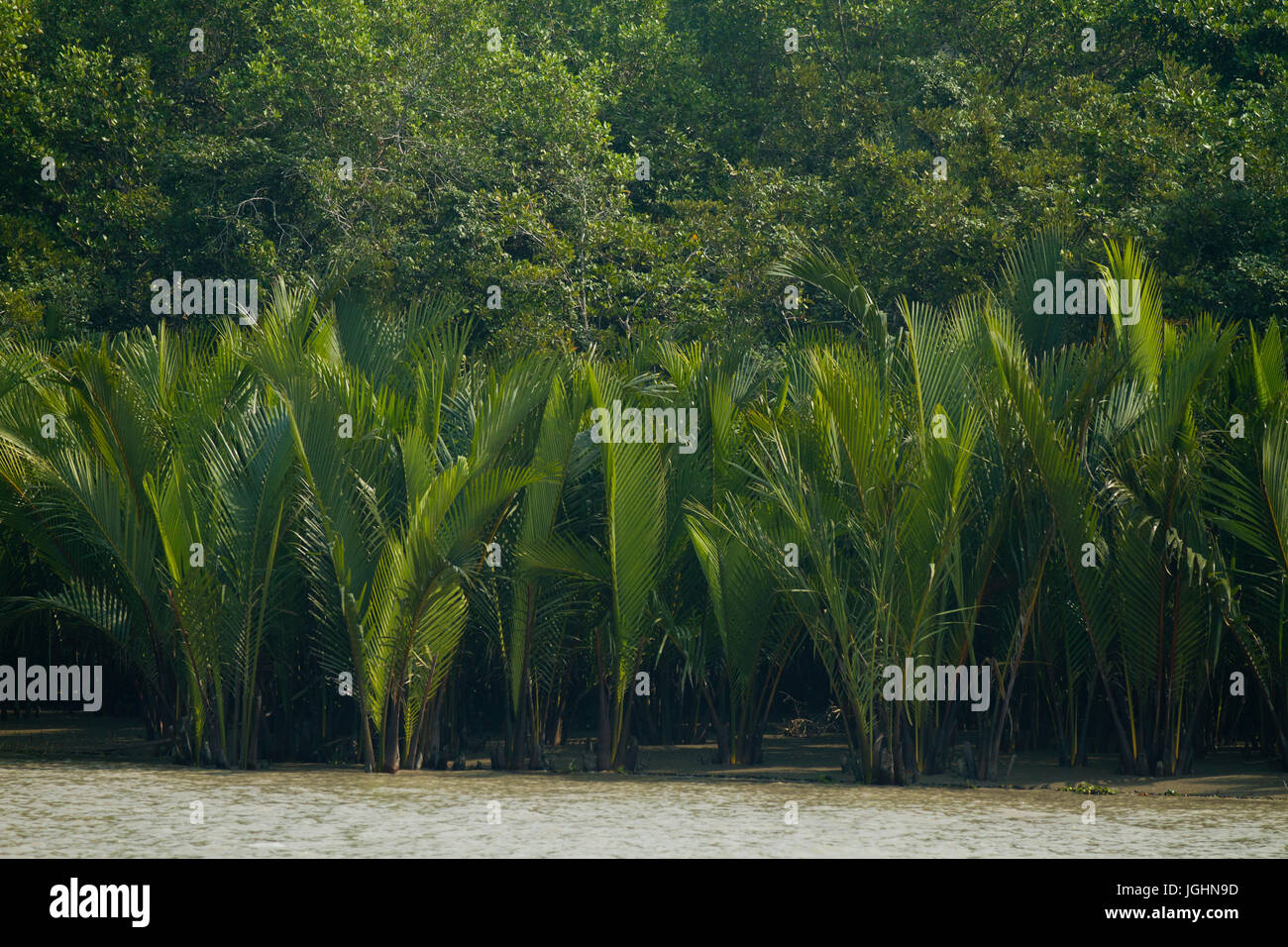 Nipah Palmen auch bekannt als "Golpata" in den Sundarbans, ein UNESCO-Weltkulturerbe und ein Naturschutzgebiet. Bagerhat, Bangladesch Stockfoto