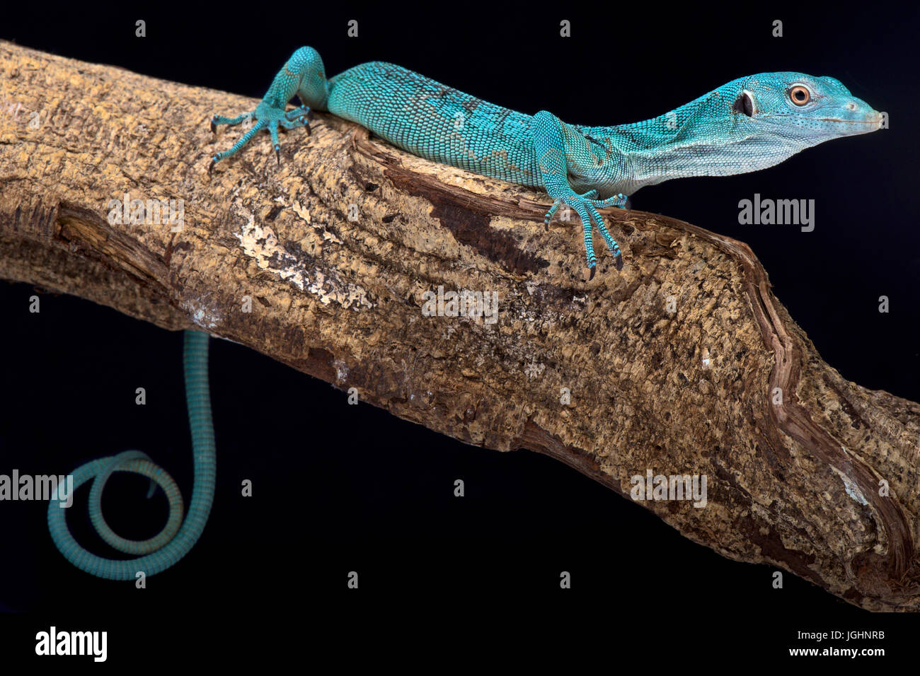 Smaragd Baum-Monitor, Varanus prasinus Stockfoto