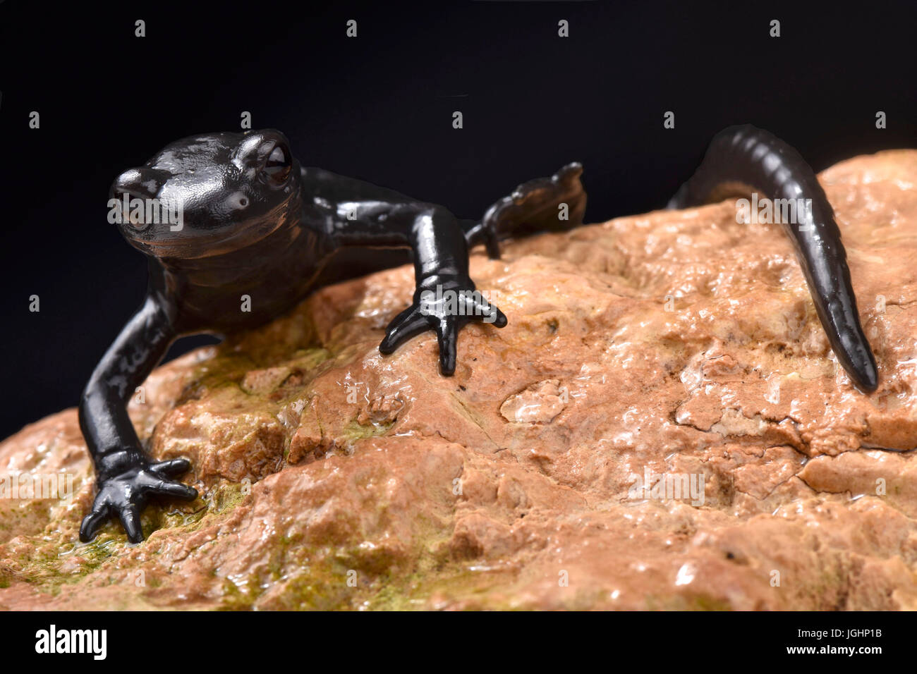 Alpensalamander, Salamandra Atra atra Stockfoto