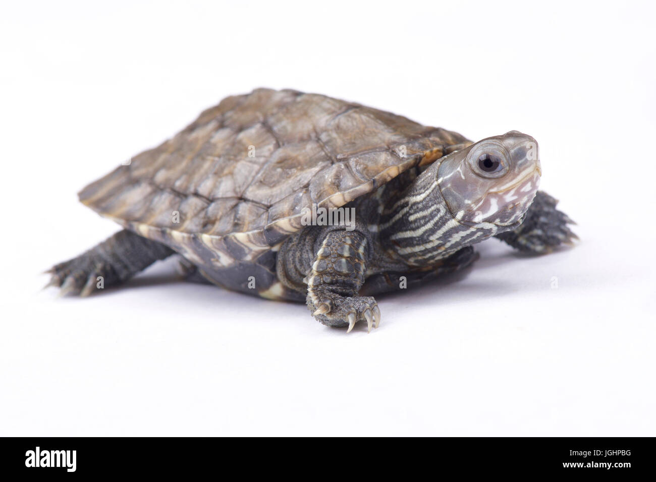 Balkan Sumpfschildkröte, Mauremys rivulata Stockfoto