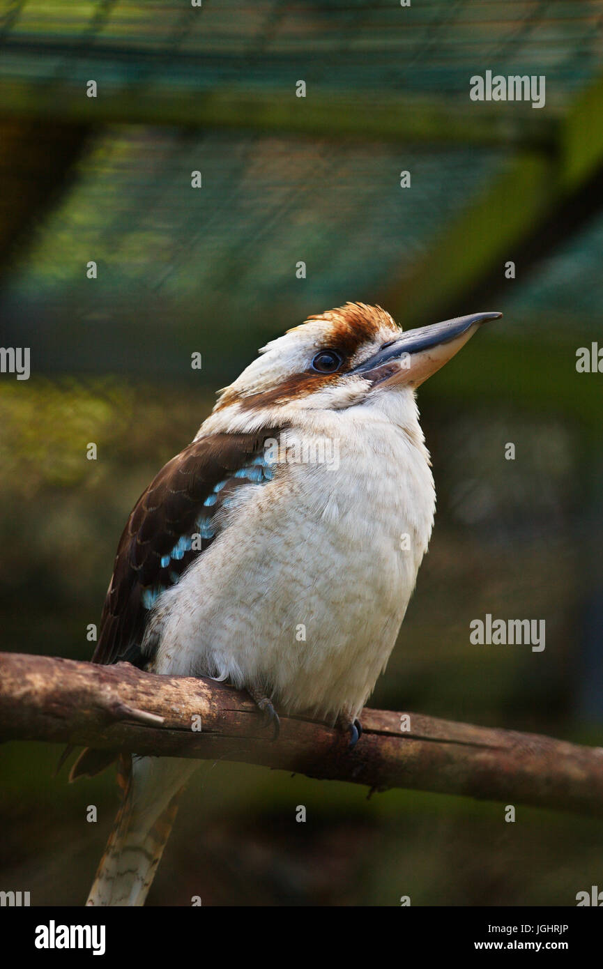 Ein Porträt der Kookaburra im zoo Stockfoto