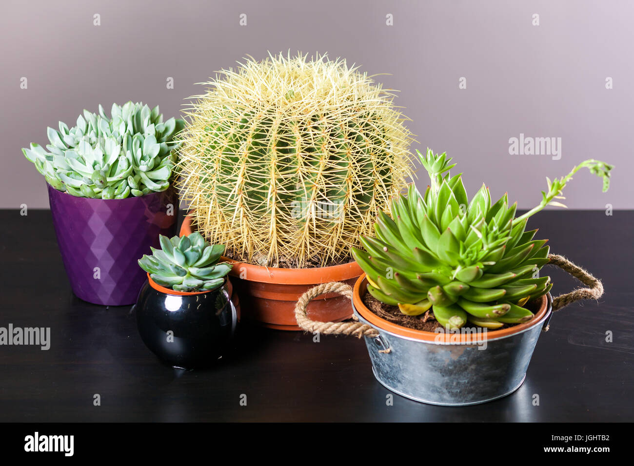 Stilleben mit Kakteen/vier verschiedene Kaktus klein und gro mit Nadeln in  Tpfen auf schwarzem Hintergrund Stockfotografie - Alamy