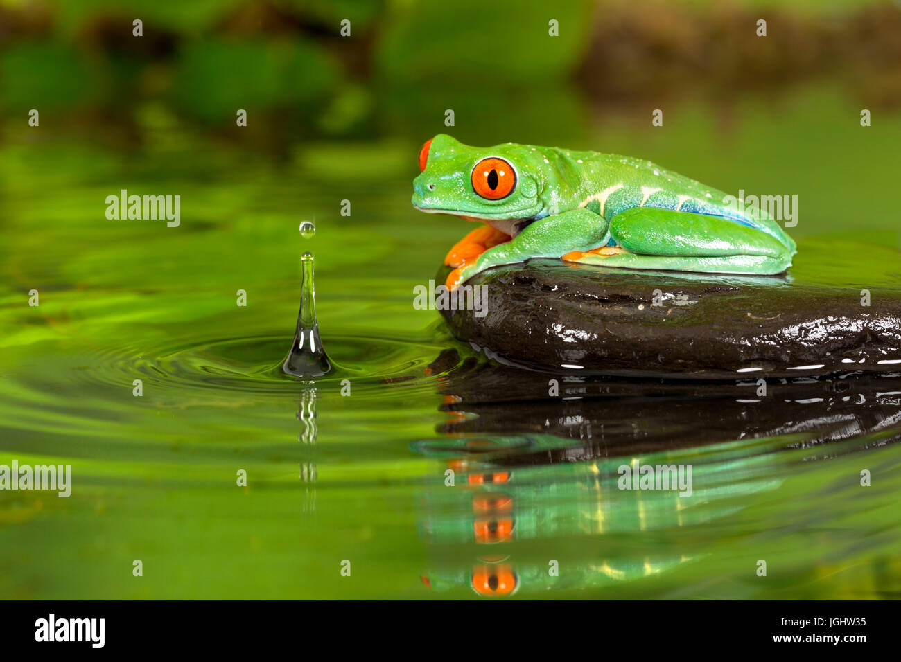 Tomate Frosch im Teich mit Reflektion Stockfoto