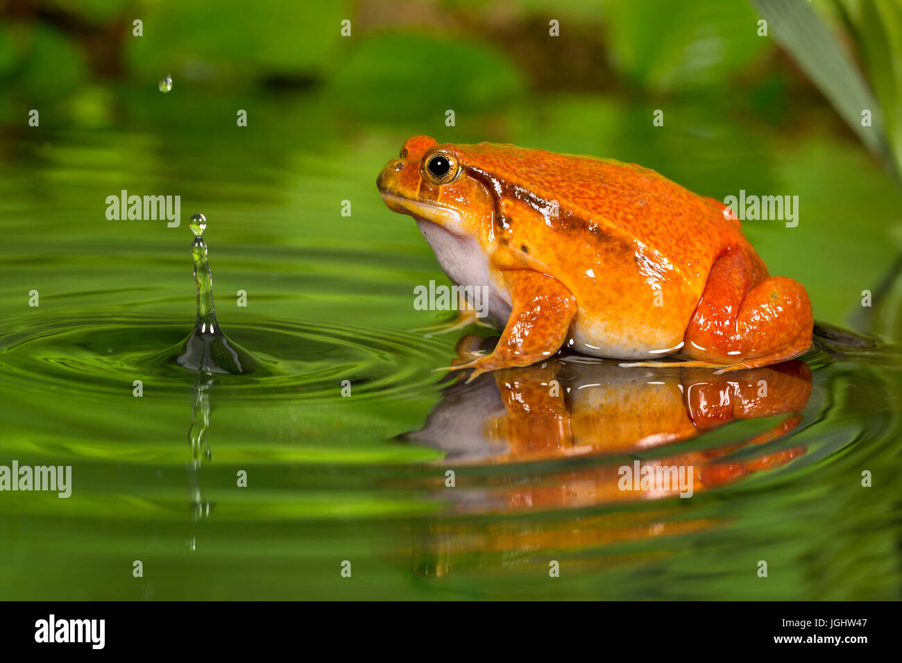 Tomate Frosch im Teich mit Reflektion Stockfotografie - Alamy