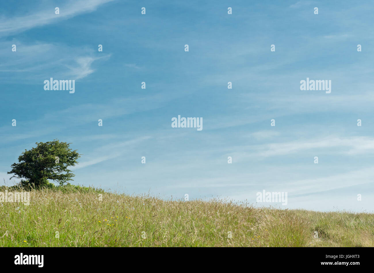 Malerische Natur Hintergrund.  Ein einzelner Baum auf einem sanft abfallenden grasbewachsenen Hügel vor einem blauen Himmel in der englischen Landschaft. Stockfoto