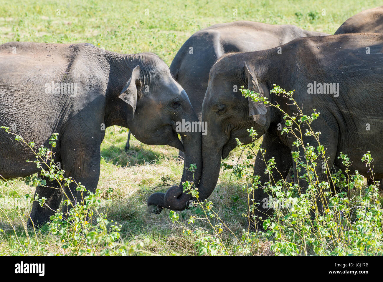 Wilde asiatische Elefanten in Sri Lanka Stockfoto